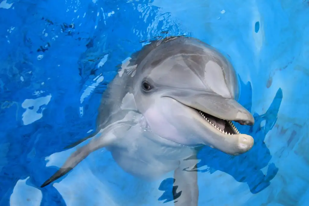 Dolphin at the clearwater marine aquarium in clearwater, florida