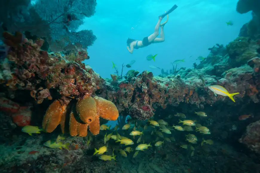 woman snorkeling in keys coral reef florida