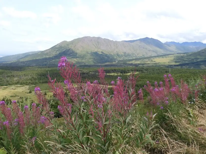 Flattop mountain, anchorage alaska.