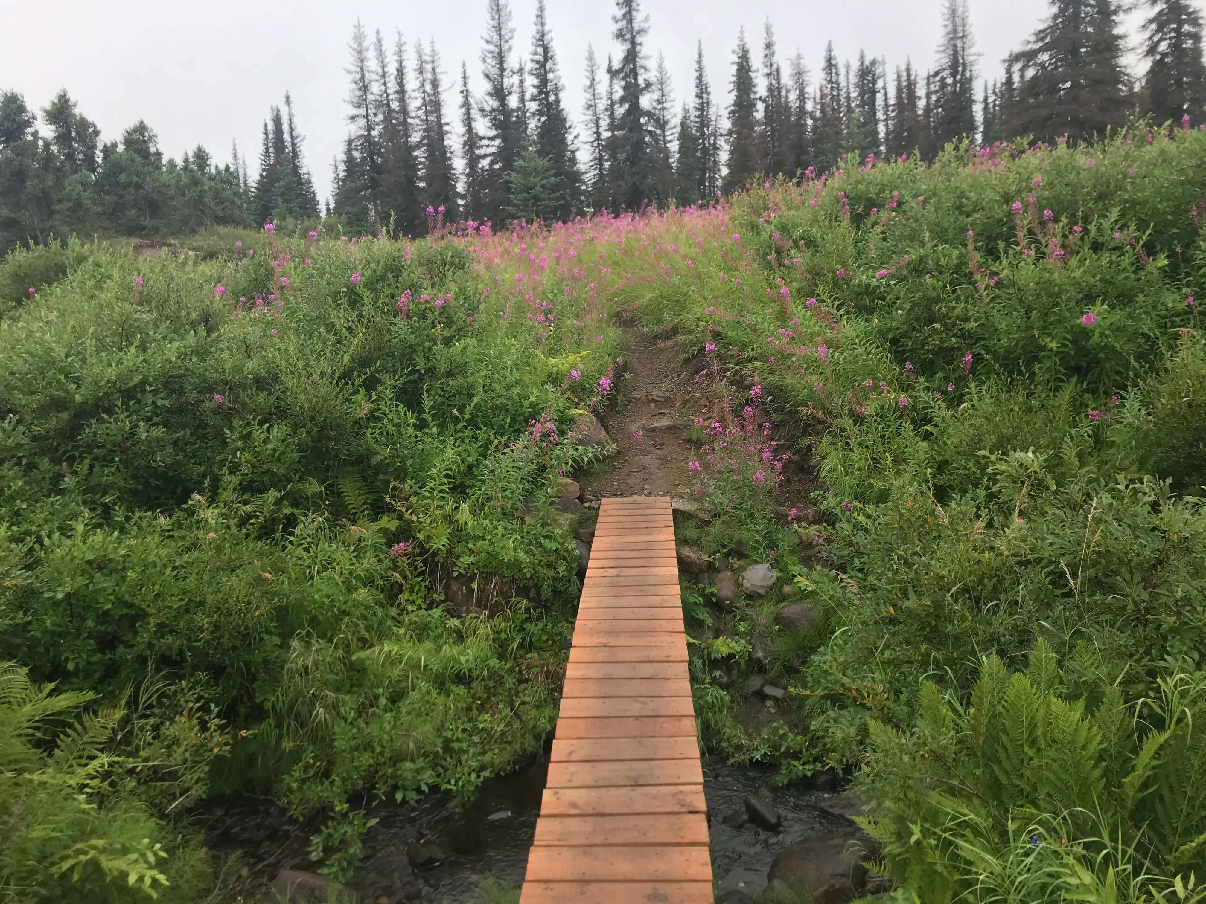 Denali state park hiking path.