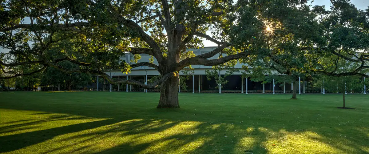 Lawn and Shed at Tanglewood