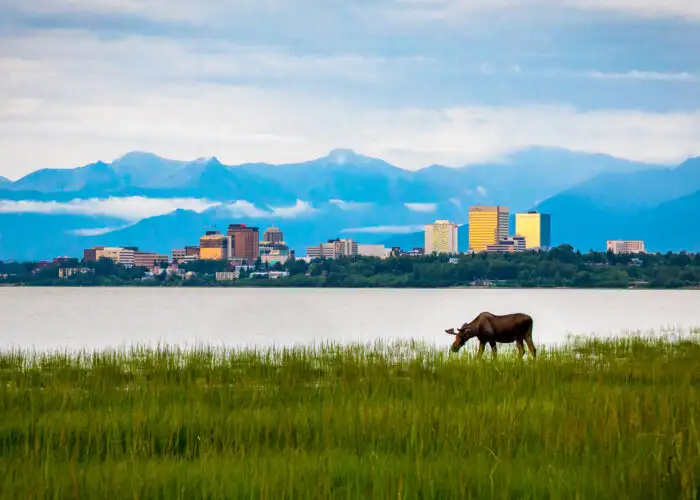 Anchorage Alaska skyline and moose.