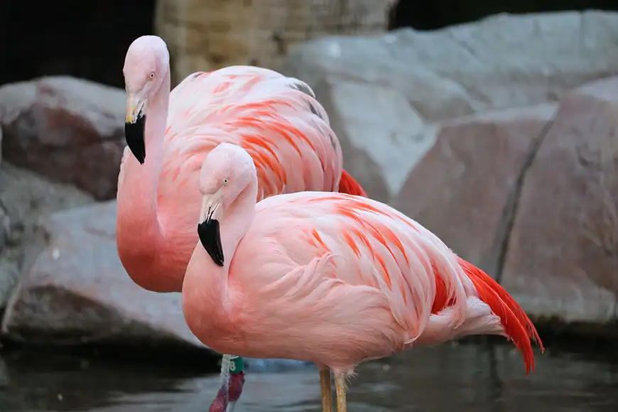 flamingos in las vegas.