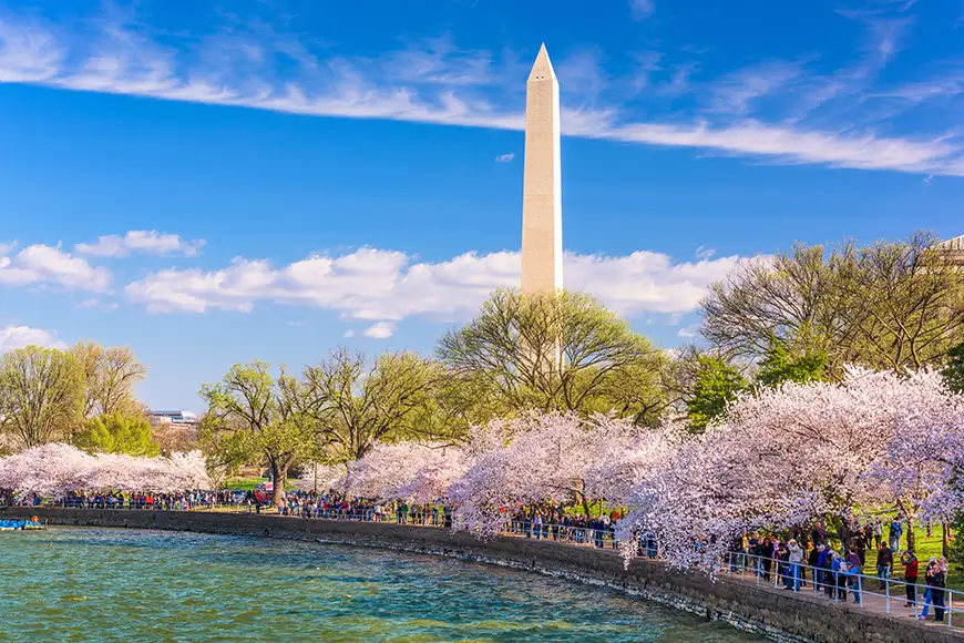 washington monument with cherry blossoms tidal basin.