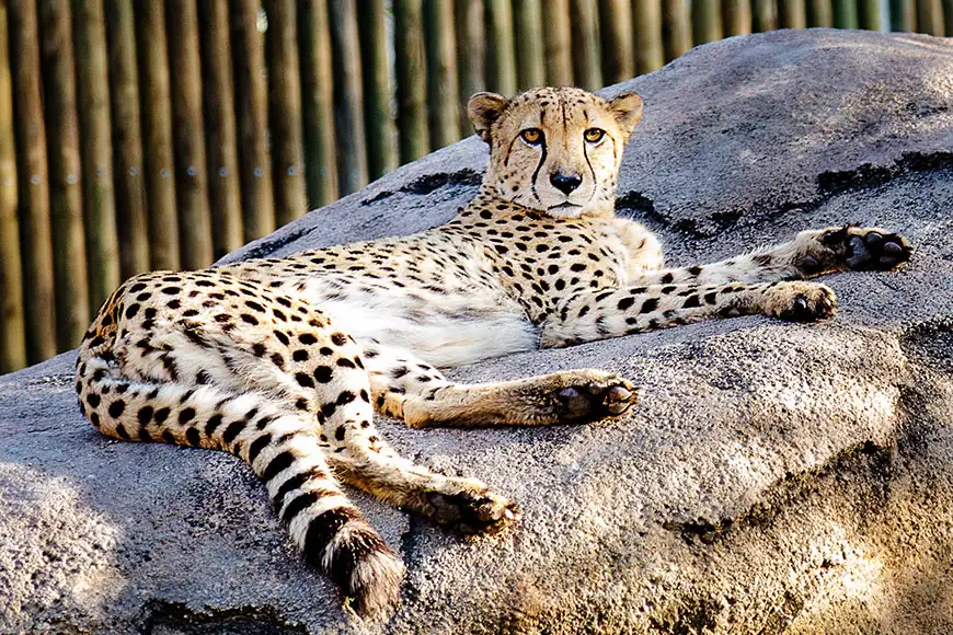 cheetah at houston zoo.