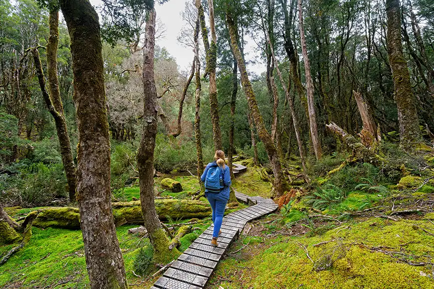 hiker on boardwalk trail cradle mountain lake st clair national park.