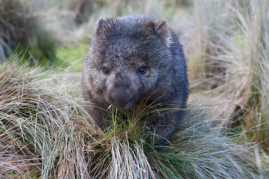 wombat cradle mountain tasmania.