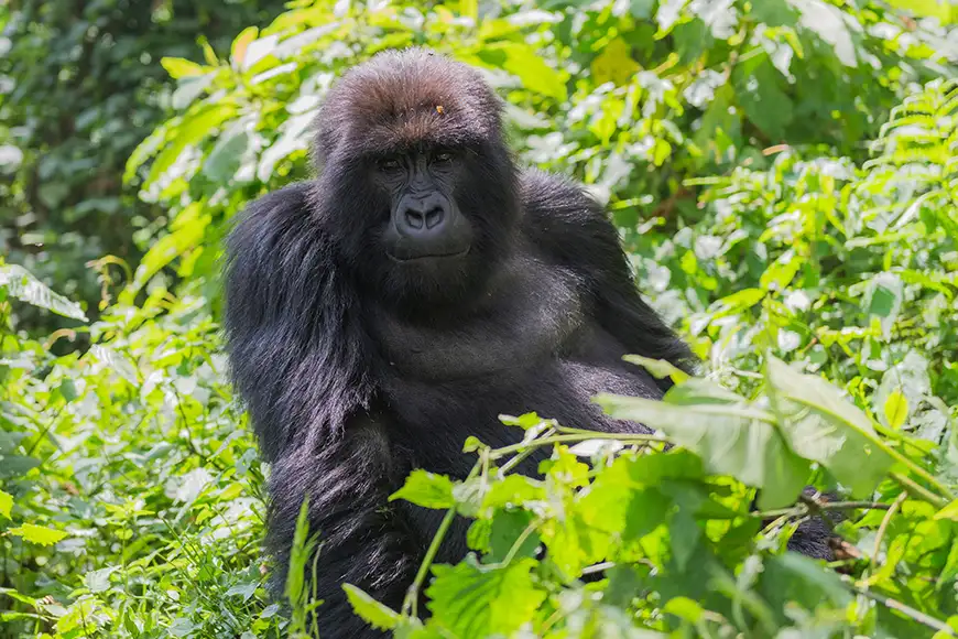 gorilla in rwanda.
