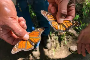 Piedra Herrada Butterfly Sanctuary in Valle de Bravo, three hours outside of Mexico City.