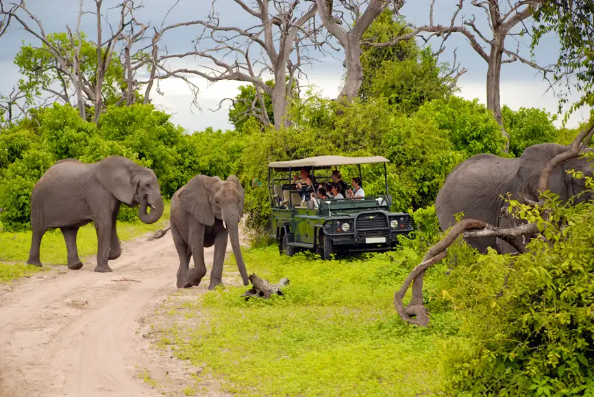 :Tourists on safari game drive in Botswana
