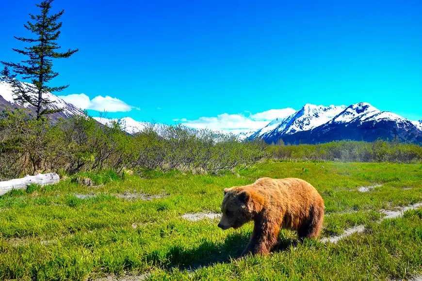 a brown bear walks through the grass in anchorage, alaska
