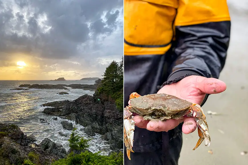 sunset and person holds a crab in tofino, british columbia, canada