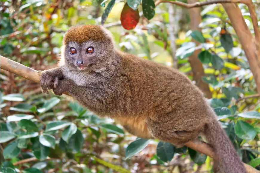 eastern lesser bamboo lemur madagascar.