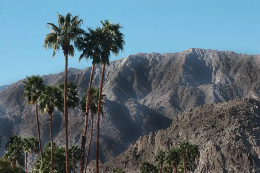 palm trees in palm springs desert