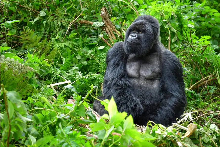 silverback gorilla rainforest.