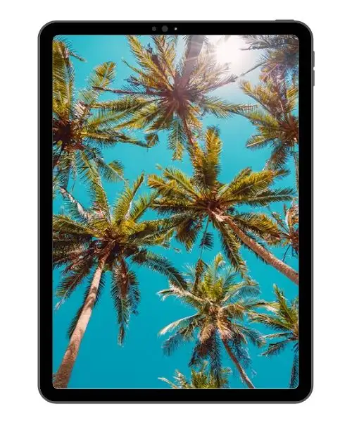 Zoom background palm trees