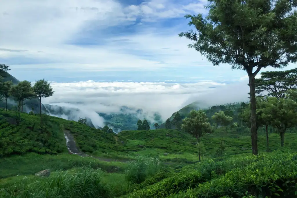 Haputale tea country Sri Lanka.