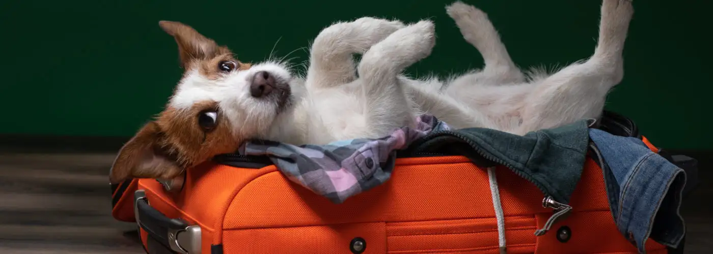 Jack Russell Terrier laying in orange suitcase