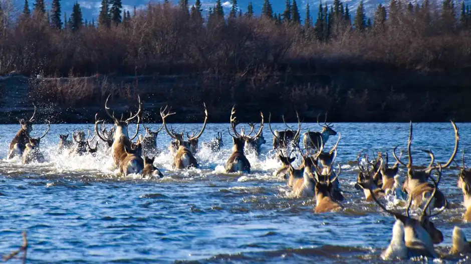 Wildlife runs through river in Kobuk Valley National Park, Alaska