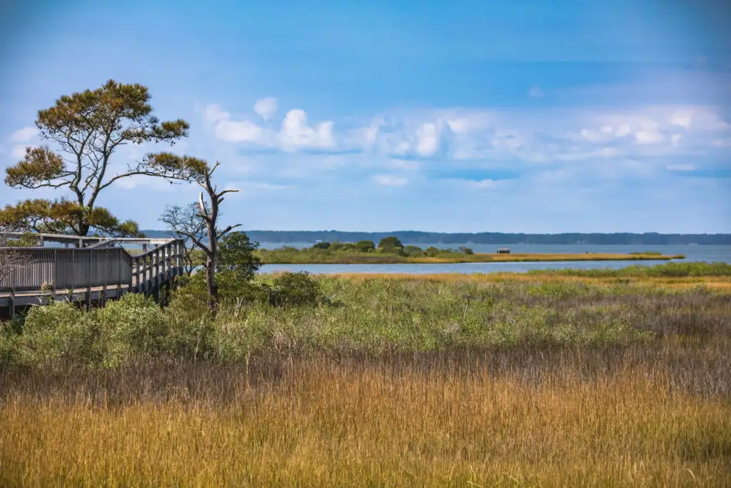 Forest Nature Trail at Assateague National Seashore