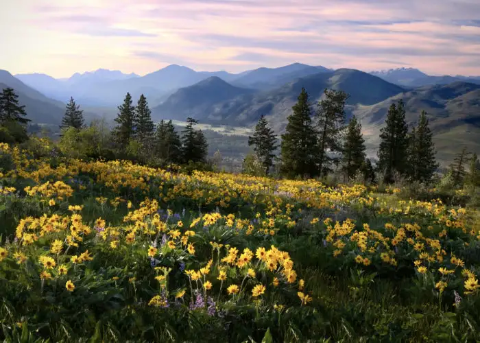 Wildflowers at North Cascades National Park