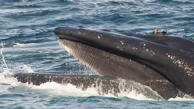 Close up of a whale breaching