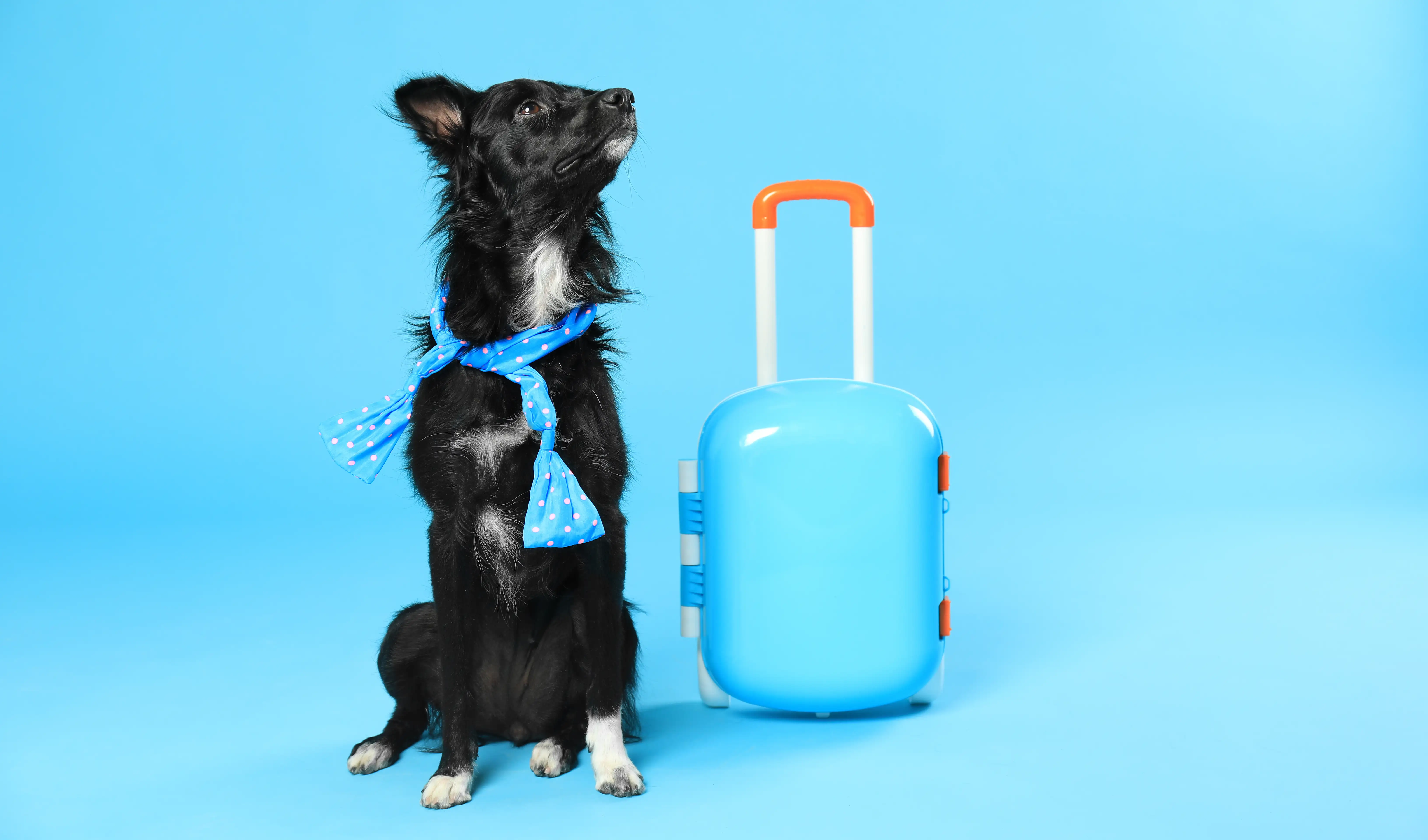 Dog with small suitcase on a blue background