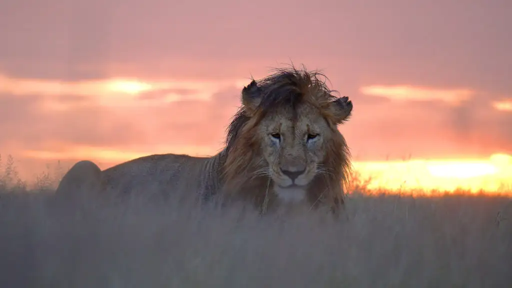 Lion laying in tall grass in the Serengeti