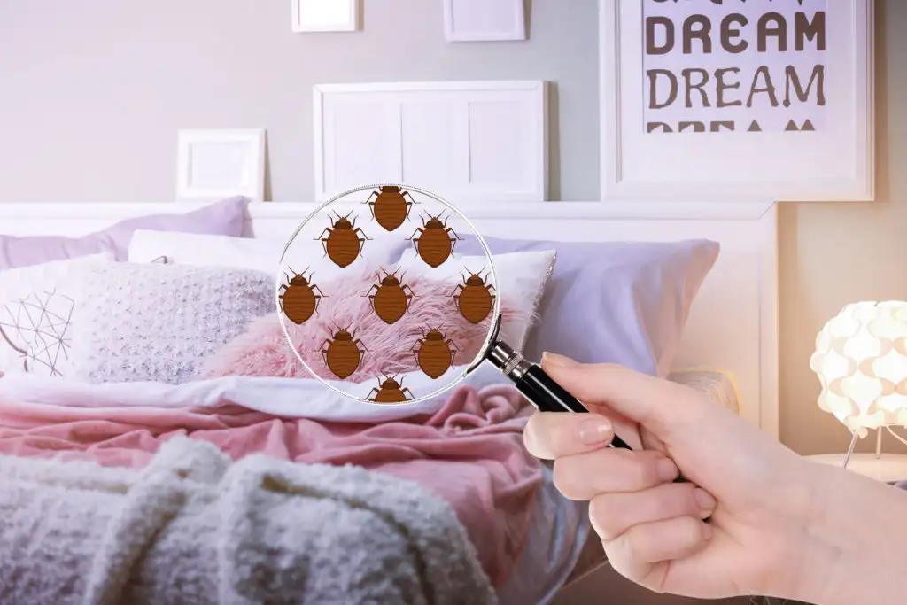 Person holding a magnifying glass up to a bed and highlighted an illustrated bedbug