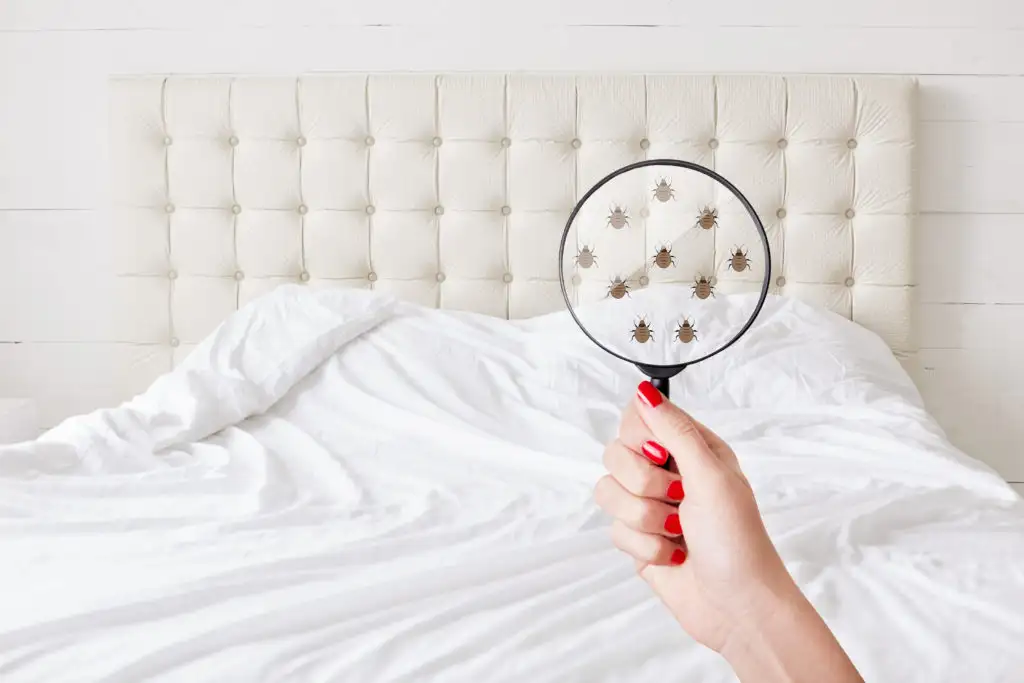 Person holding a magnifying glass up to a bed and highlighted an illustrated bedbugs