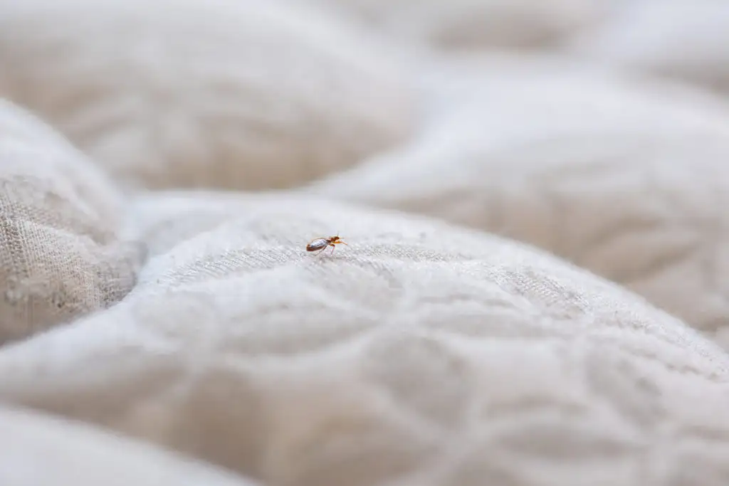 Close up of bedbug on white mattress