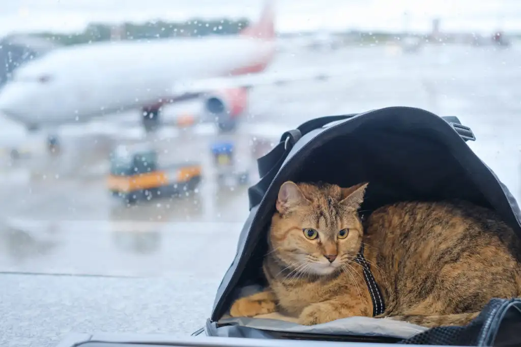 Cat laying down in backpack in front of airport window showing a plane on the runway