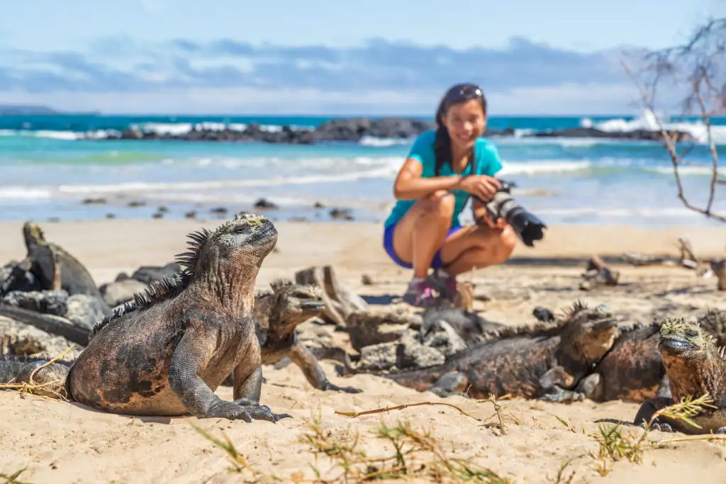 Woman taking a photo of iguanas on the Galapagos Islands