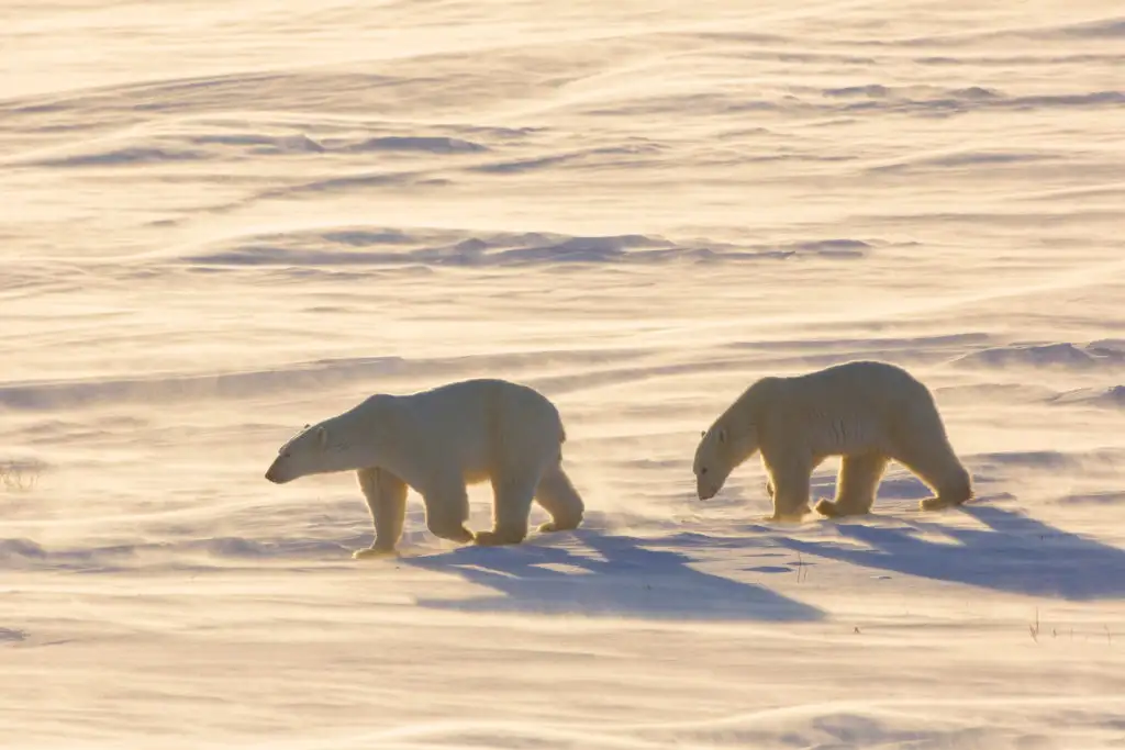 Two polar bears on Cape Churchill in Canada