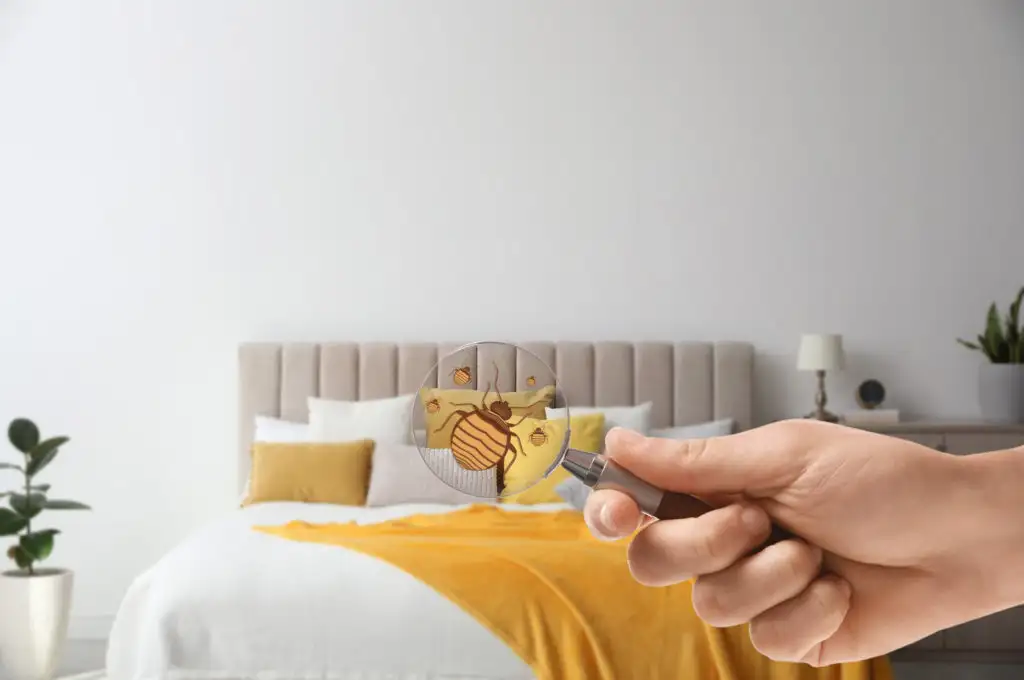 Hand holding magnifying glass up to hotel bed and showing an illustration of bed bugs