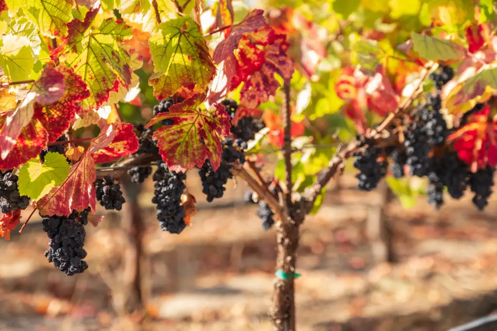 Close up of grapes on the vine in fall with the surrounding leaves changing from green to red