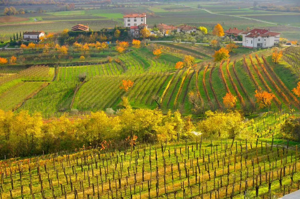 Wine region in the Friuli Venezia Giulia of Italy