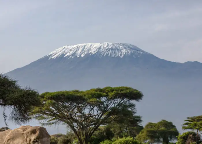 Elephant on plains in front of Mount Kilimanjaro