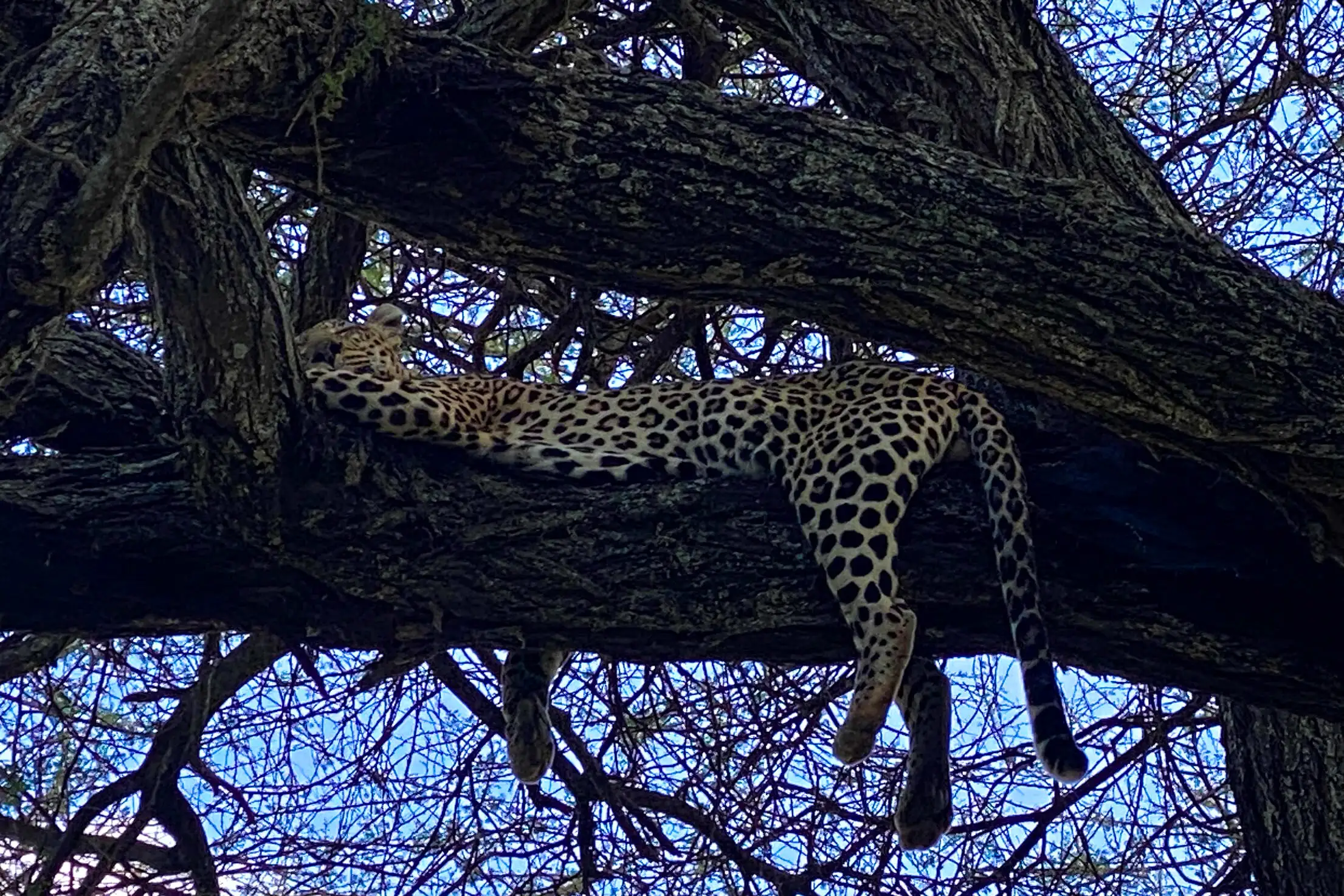 Leopard resting in a tree on a clear day