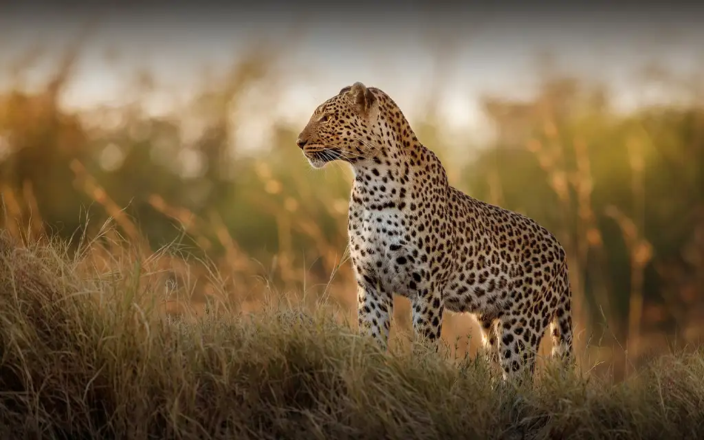 Cheetah in tall grass at sunset