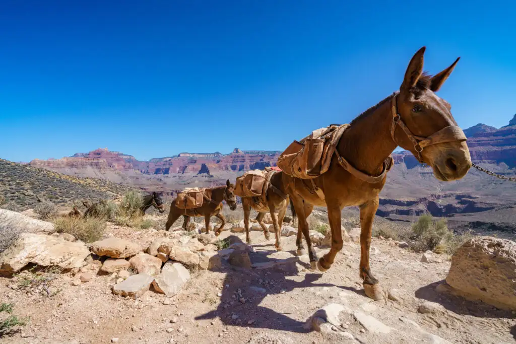 Mules hiking the Kaibab trail in Grand Canyon National Park, United States