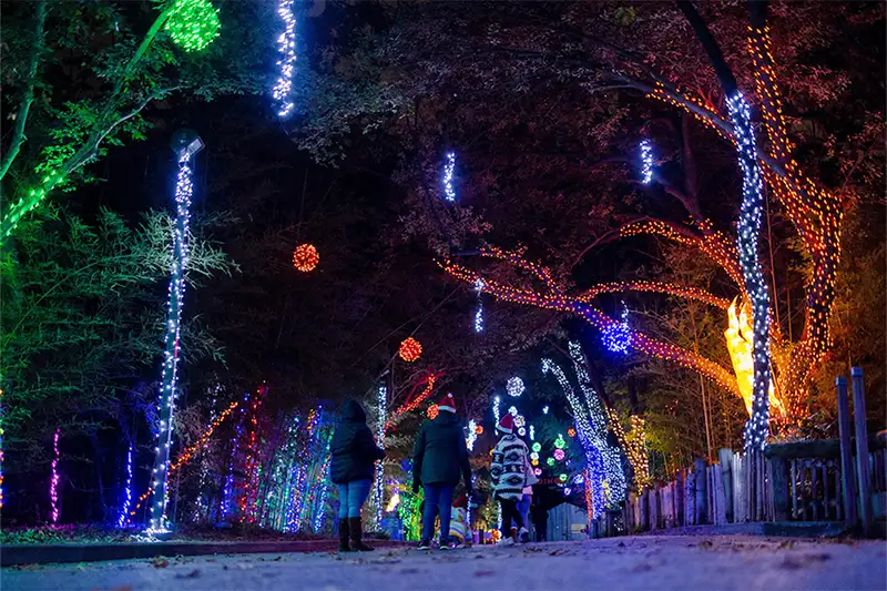 People walking down a path lit up with holiday lights at the Dallas Zoo
