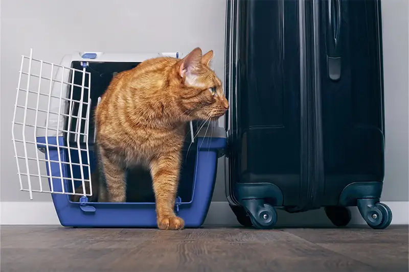 Orange cat stepping out of travel carrier next to suitcase