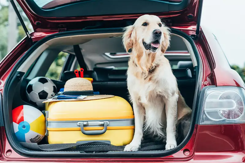 Golden Retriever sitting in trunk of packed car