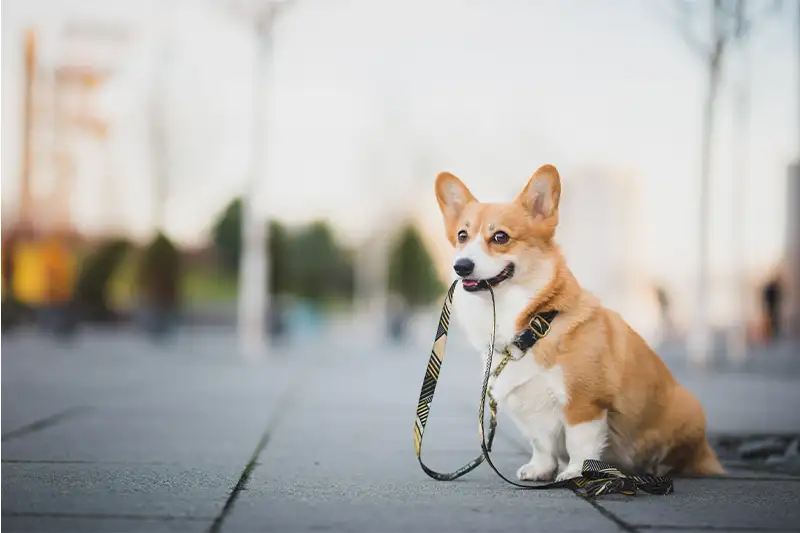 Small dog sitting on the sidewalk and holding a leash in his mouth