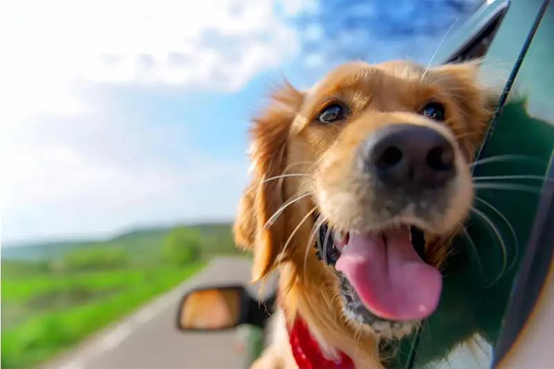 Golden retriever sticking his head out of a car window on a sunny day