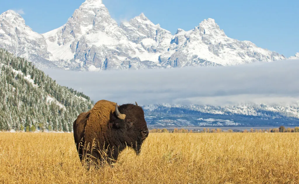 Bison in front of Grand Teton Mountain range with grass in foreground