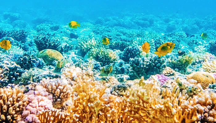 Beautiful underwater panoramic view with tropical fish and coral reefs