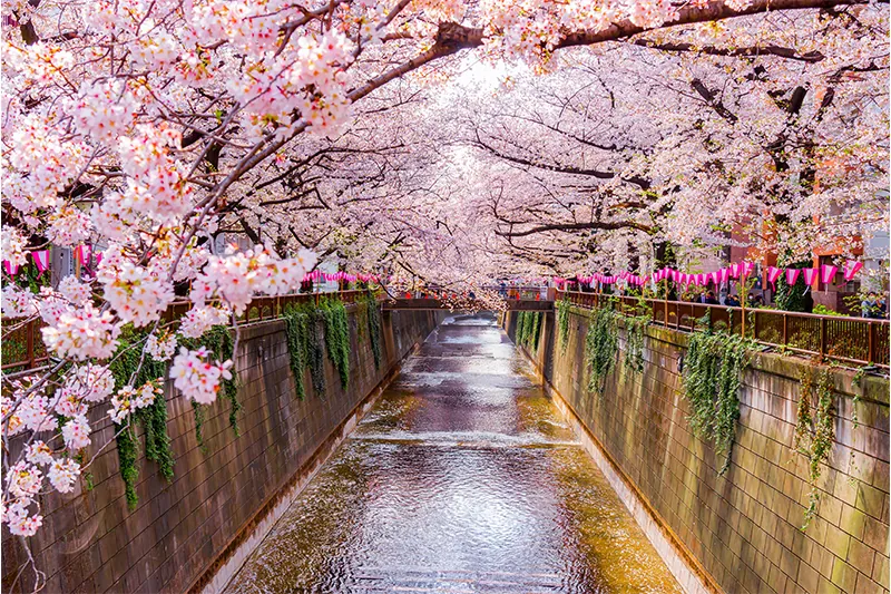 Cherry blossoms along the Meguro River in Japan